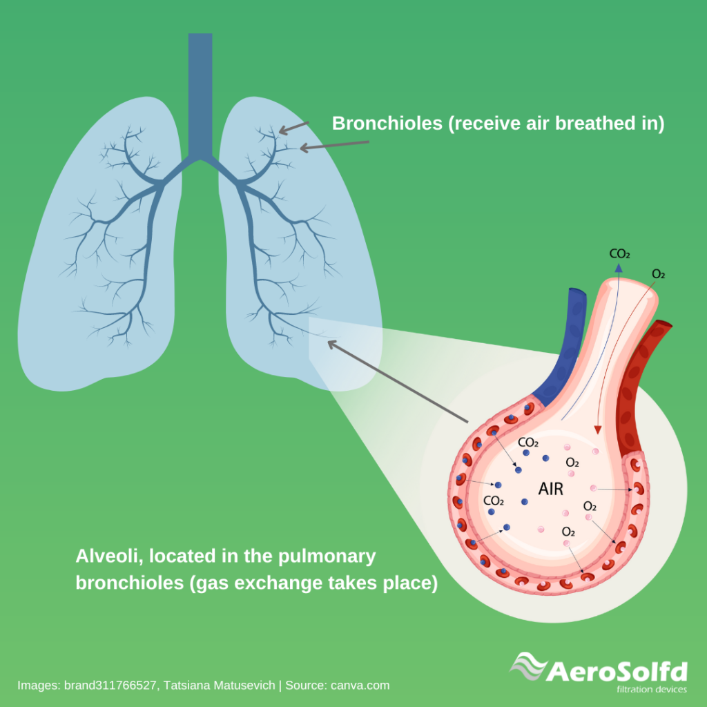 Bronchioles & Alveoli (1)